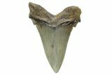 Serrated Angustidens Tooth - Megalodon Ancestor #353107-1